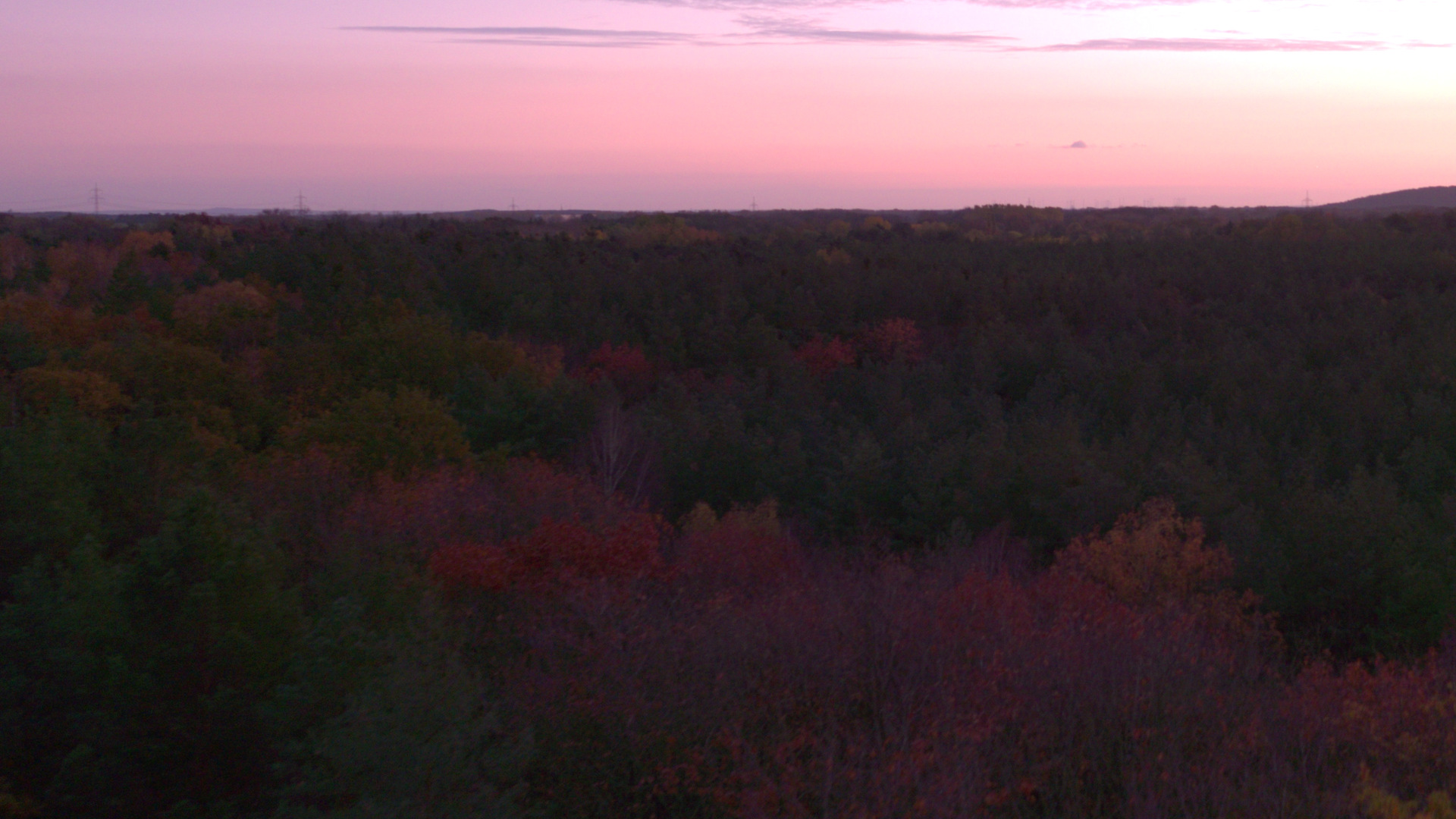 Drone shot of autumn forrest at dusk 